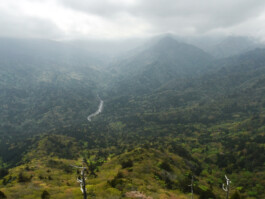 Watanabe Bio Grüntee