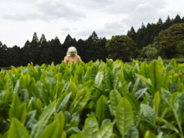 Watanabe Bio Grüntee