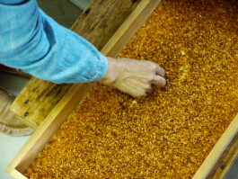 Watanabe Bio Grüntee