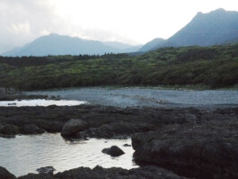 Watanabe Bio Grüntee