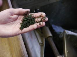 Watanabe Bio Grüntee