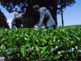 Watanabe Bio Grüntee