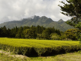 Watanabe Bio Grüntee