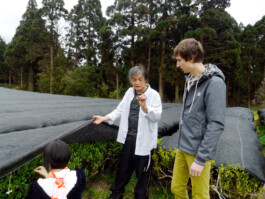 Watanabe Bio Grüntee