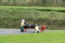 Watanabe Bio Grüntee