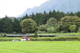 Watanabe Bio Grüntee