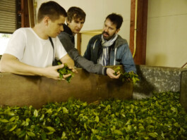 Watanabe Bio Grüntee