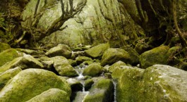 Watanabe Bio Grüntee