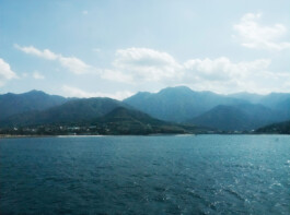 Watanabe Bio Grüntee