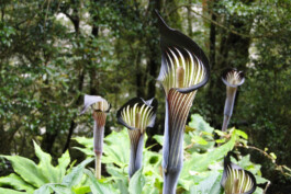 Watanabe Bio Grüntee