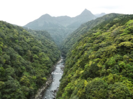 Watanabe Bio Grüntee