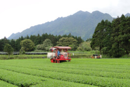 Watanabe Bio Grüntee